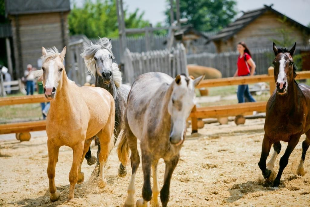 Унікальні коні Парку Київська Русь