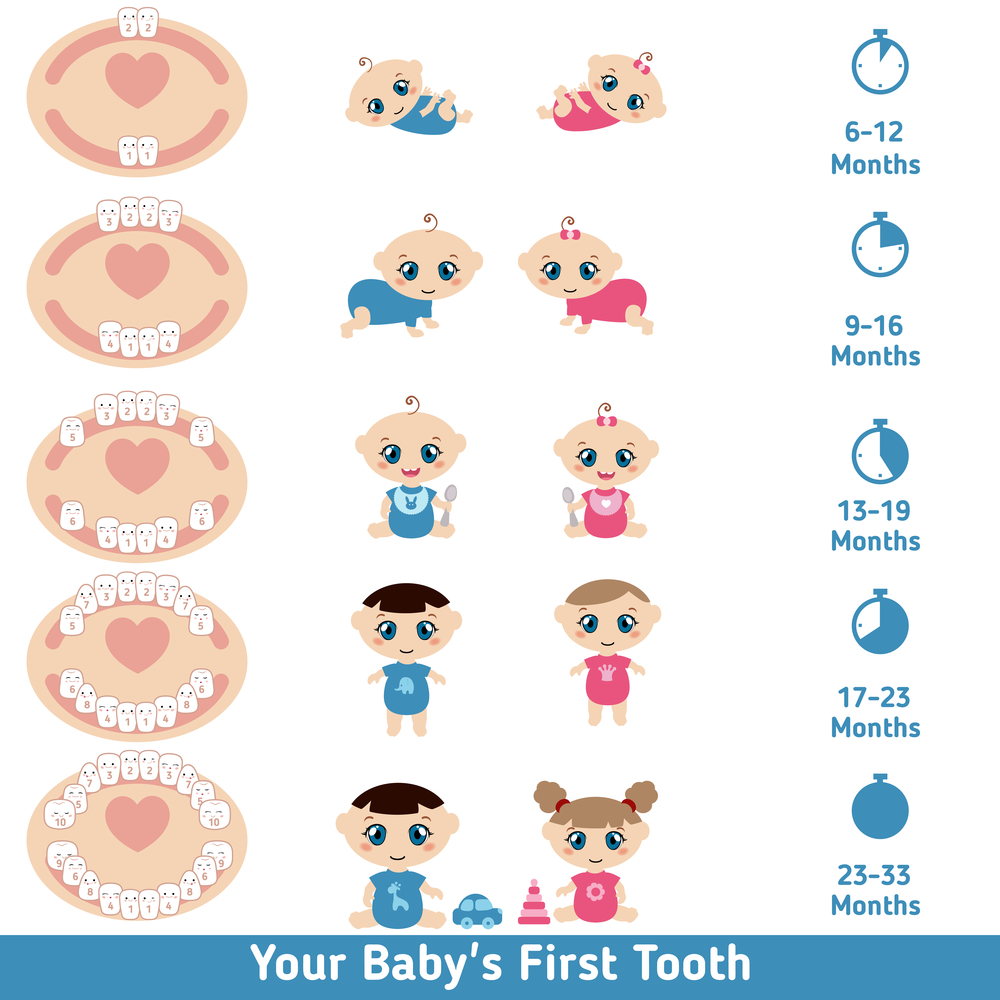 Схема прорезывания молочных зубов