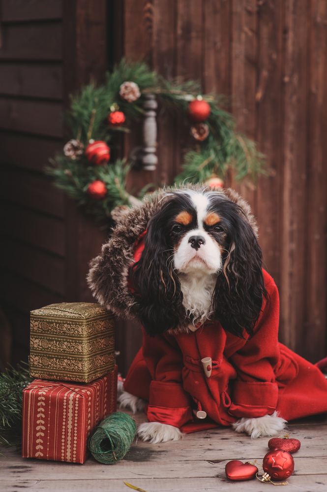 Собака в образе Санта Клауса под дверью с подарками