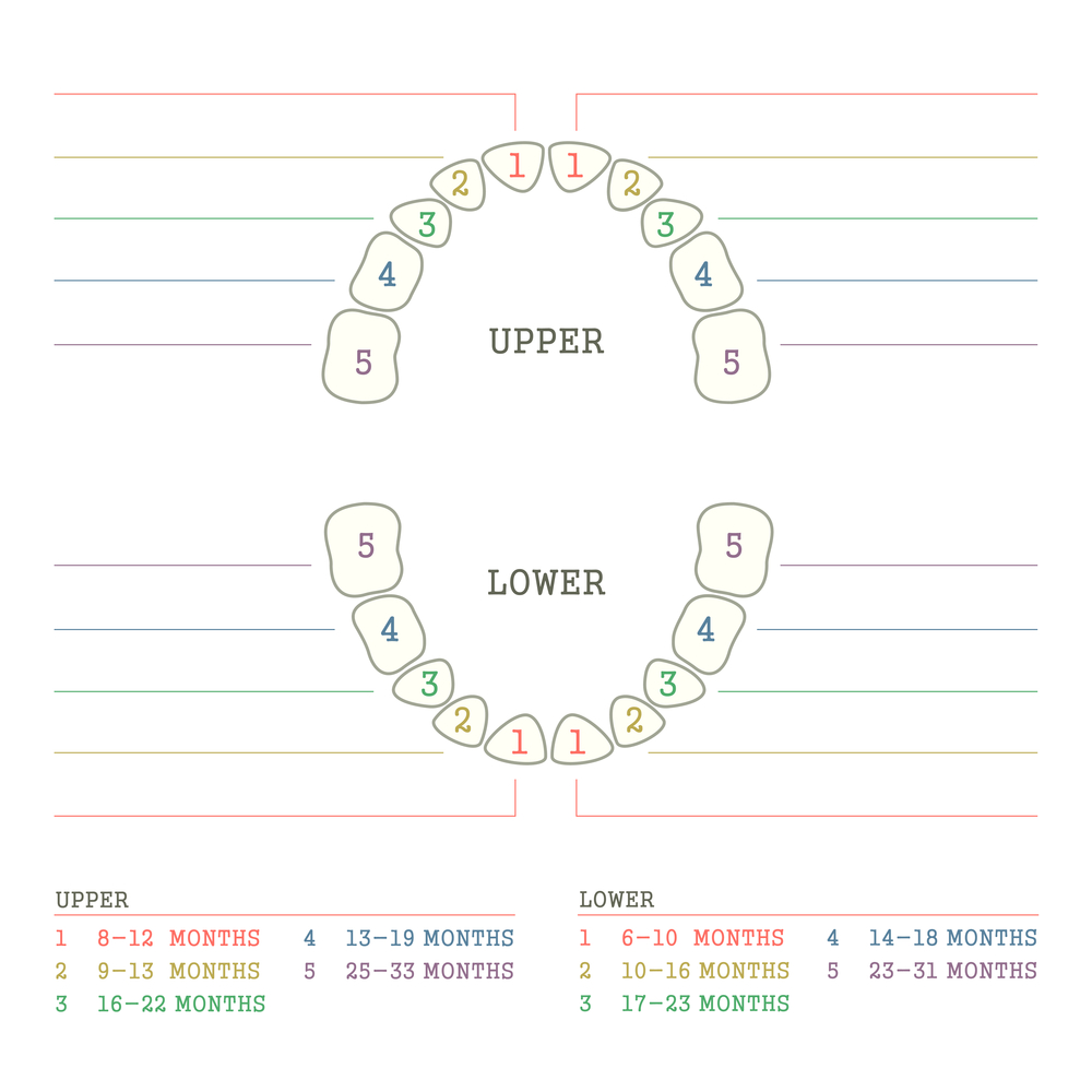 Схема росту молочних зубів 