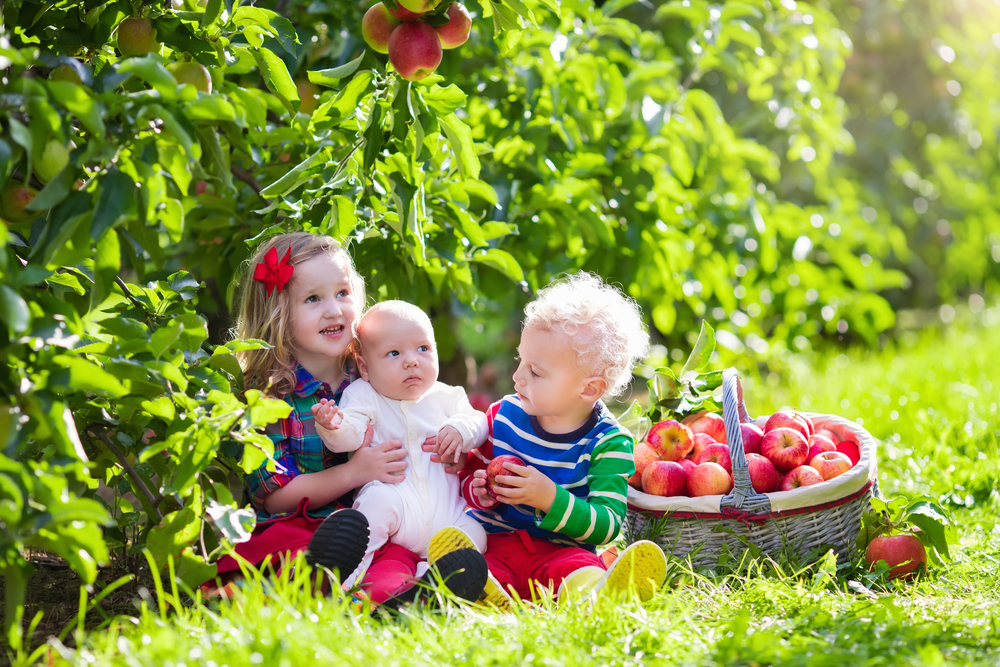 Дети возле корзины с яблоками