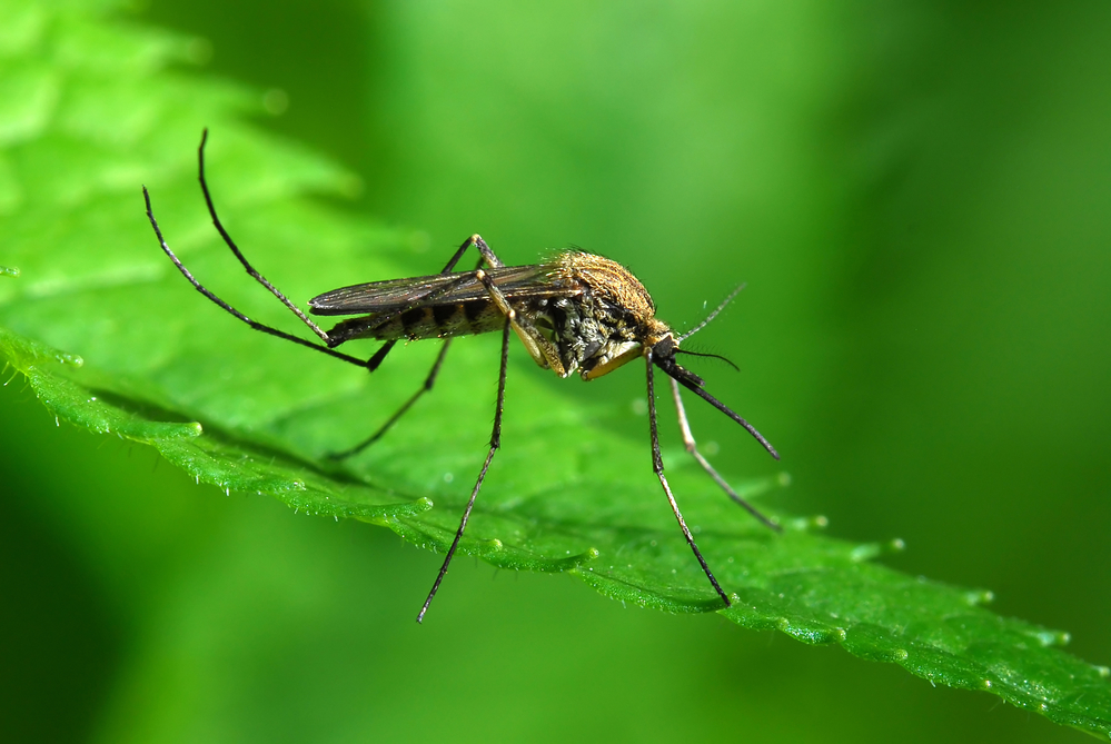 комар сидить на листочку