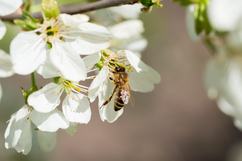 Опасные для ребенка весенние насекомые пчелы 