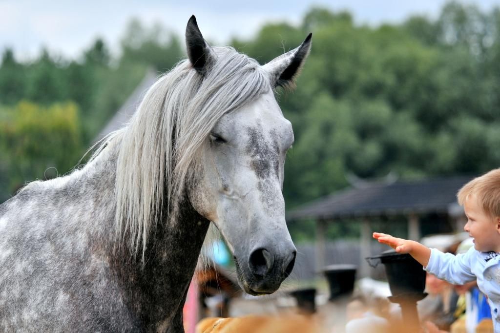 Лошадь в Парке Киевская Русь