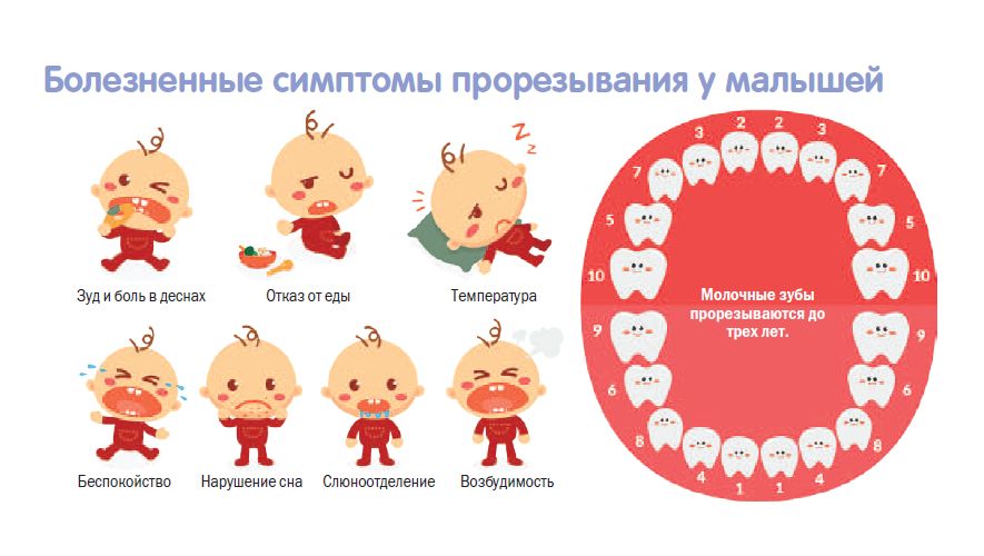 прорезывание молочных зубов симптомы - инфографика
