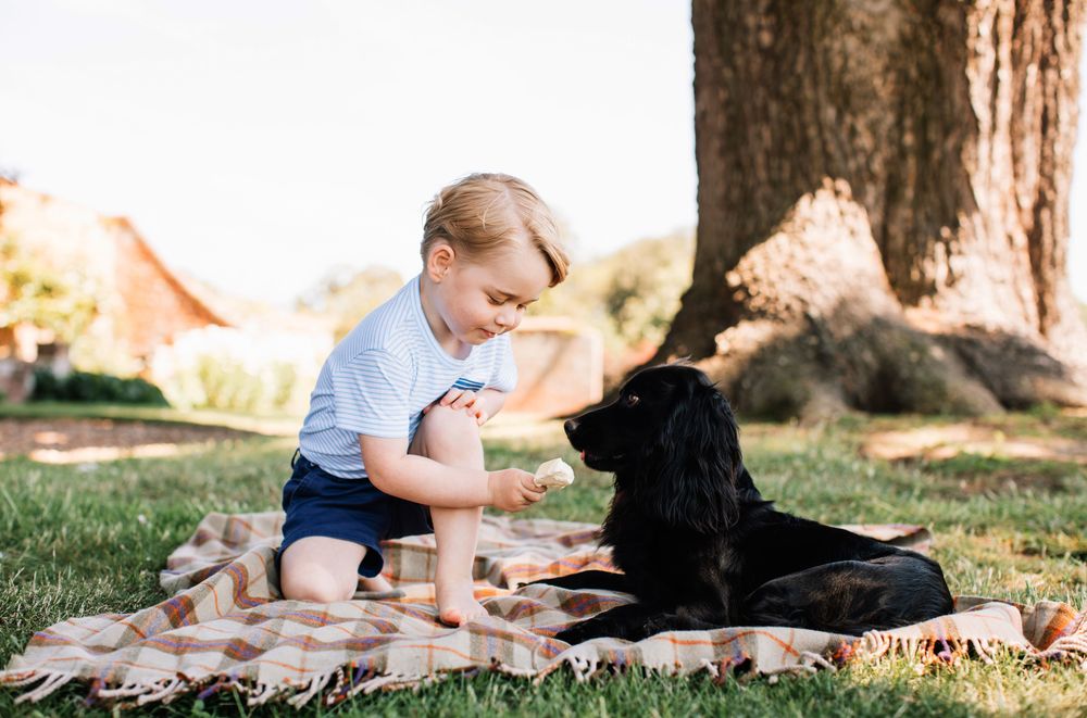 Принц Джордж кормит собаку мороженым