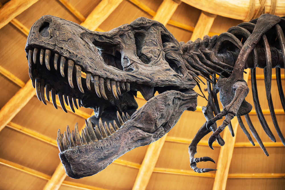 динозавр в музее