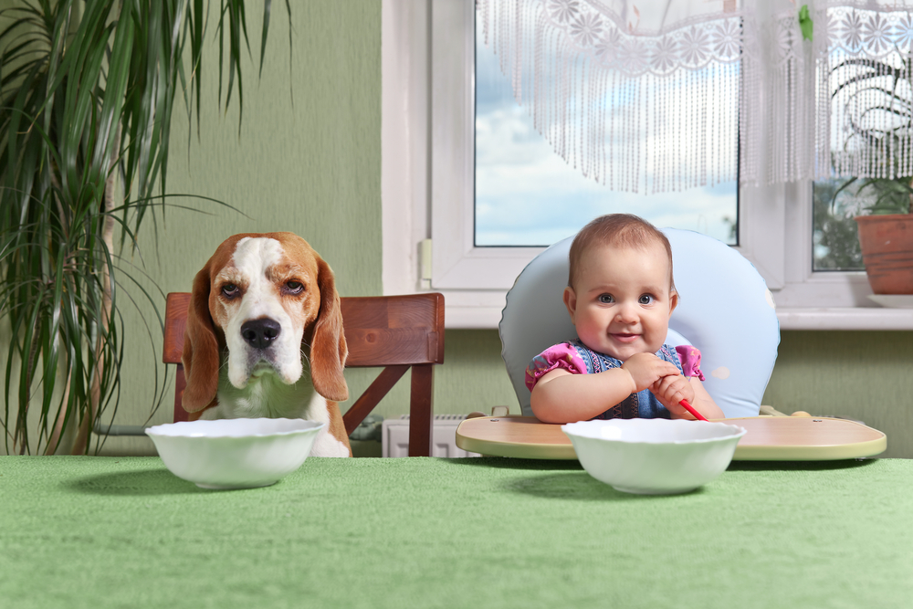 Собака с малышом едят за столом