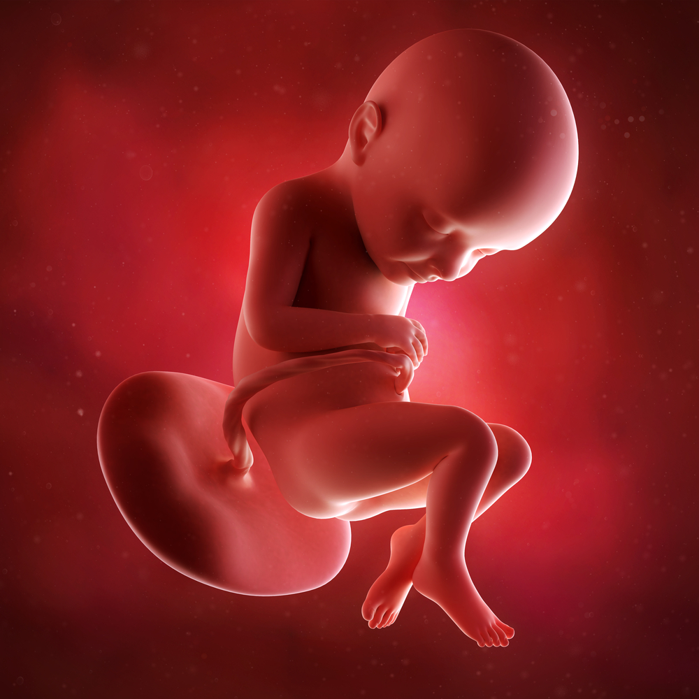 Малыш на 32 неделе беременности. Плод ребенка 32 недели беременности. Ребёнок на 32 неделе беременности. Ребёнка на 32 недели береминости. Эмбрион 32 недели беременности.
