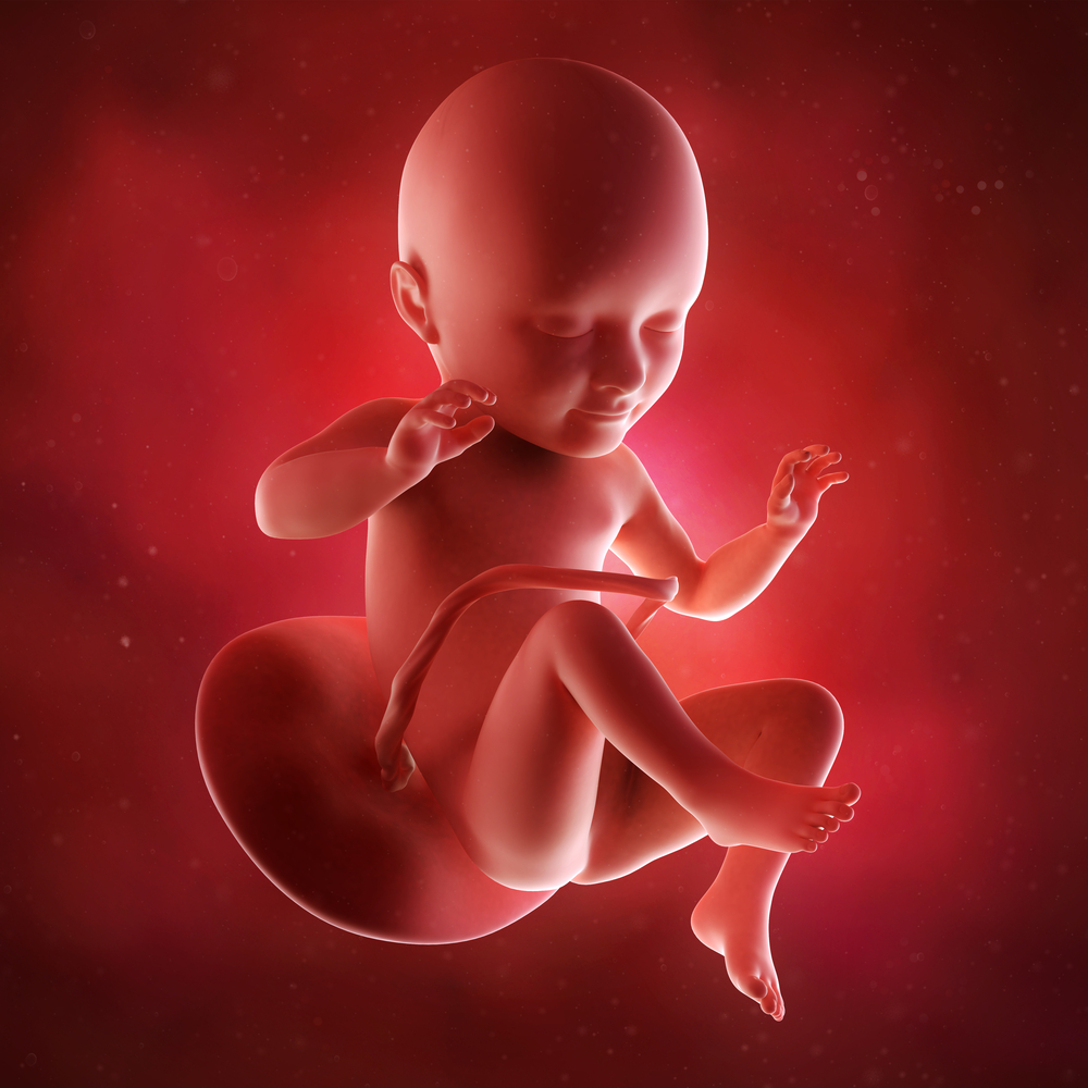Плод ребенка в 34 недели беременности