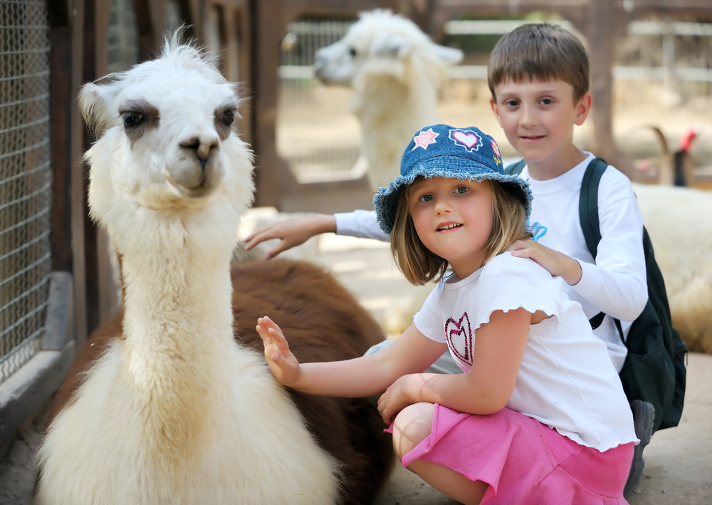 Дети в контактном зоопарке общаются с ламами