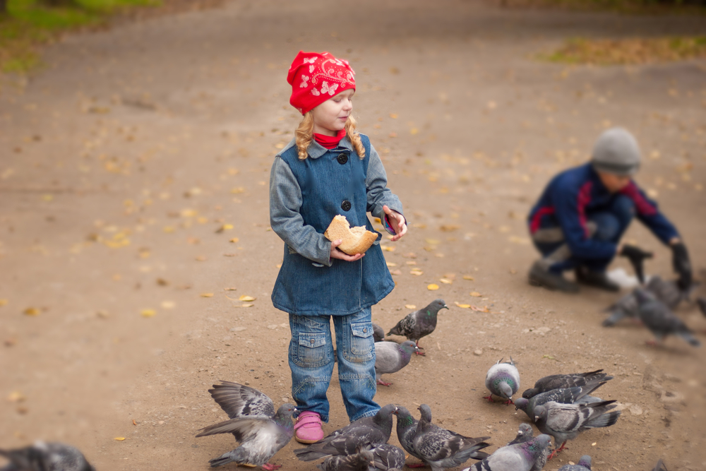Девочка кормит голубей хлебом