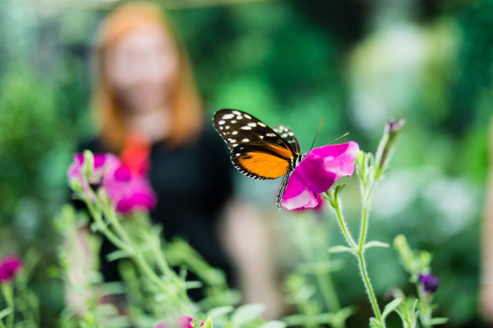 Ферма бабочек