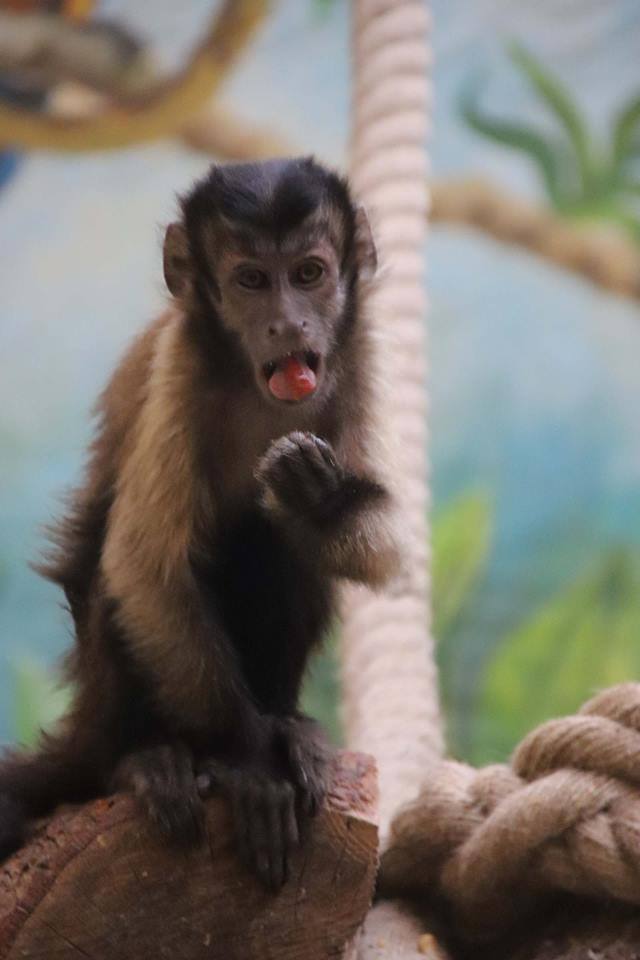 Капуцин в Зоопарке 12 месяцев