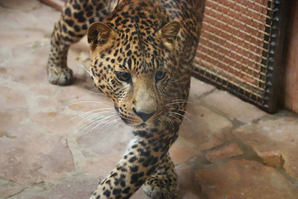 Леопард амурский в Зоопарке ХІІ месяцев