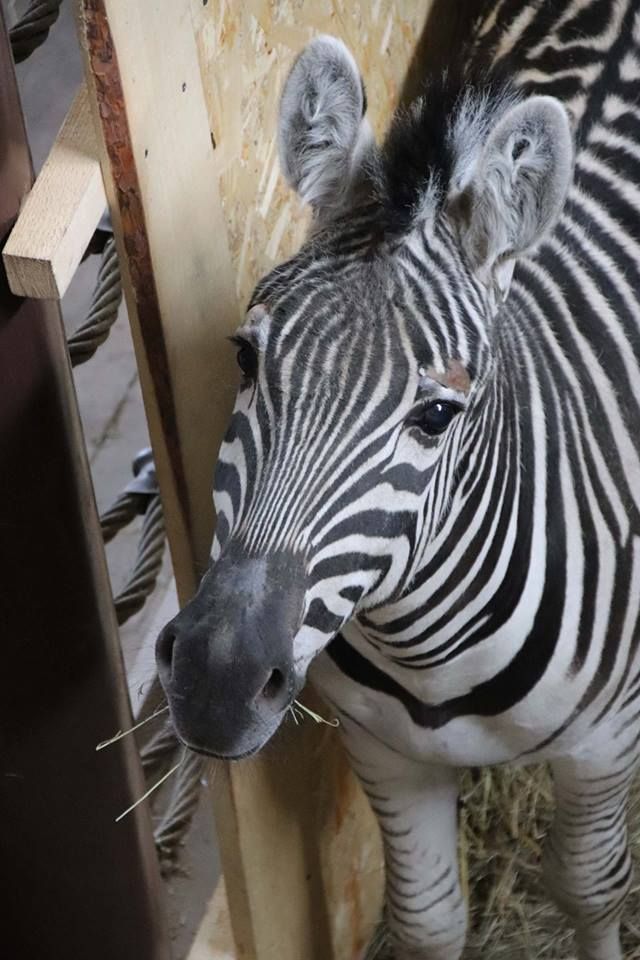Зебра в Зоопарке 12 месяцев