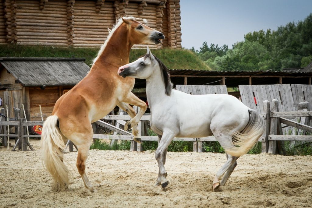 Лошади парка Киевская Русь