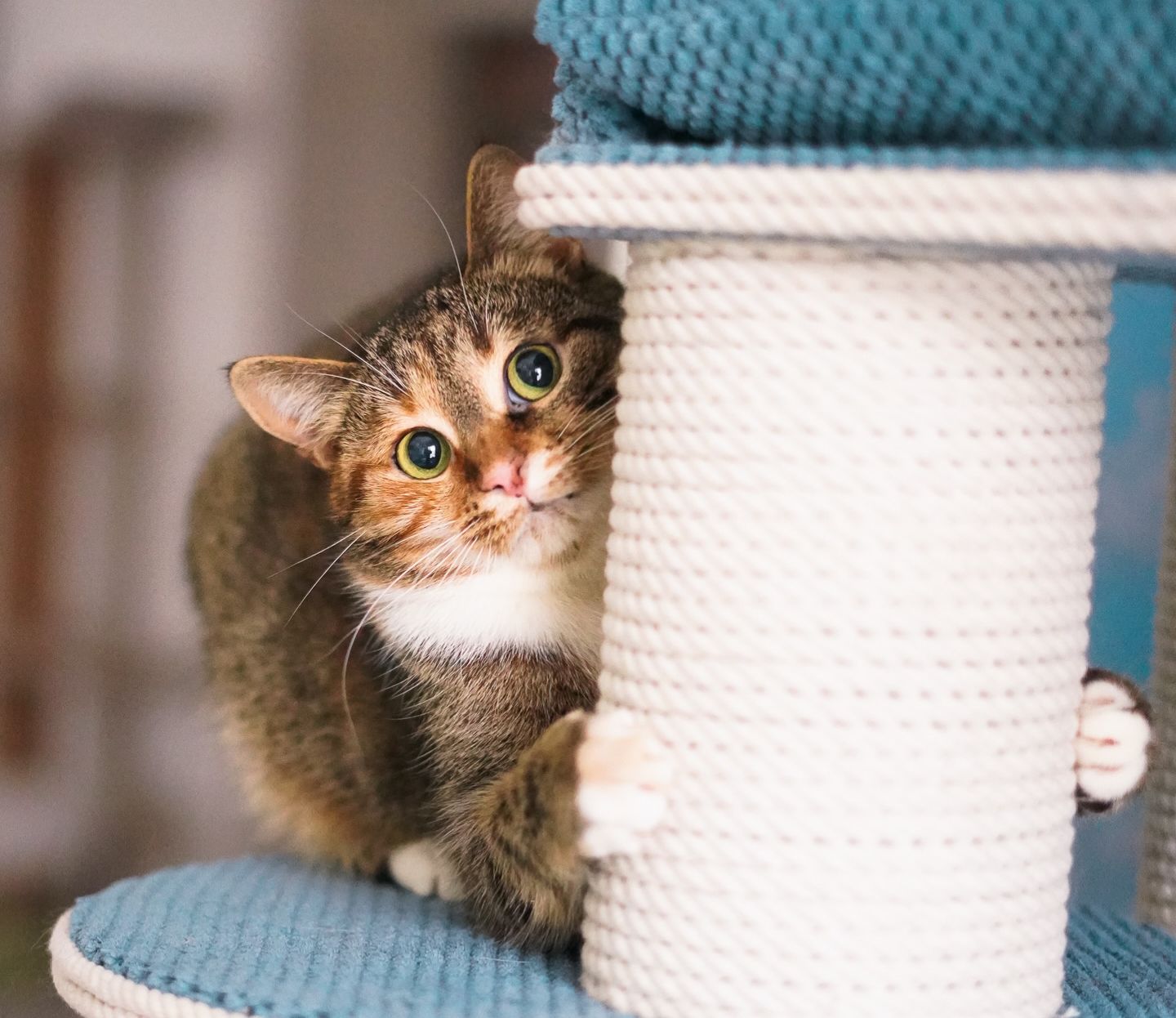 фонд Хочу кота