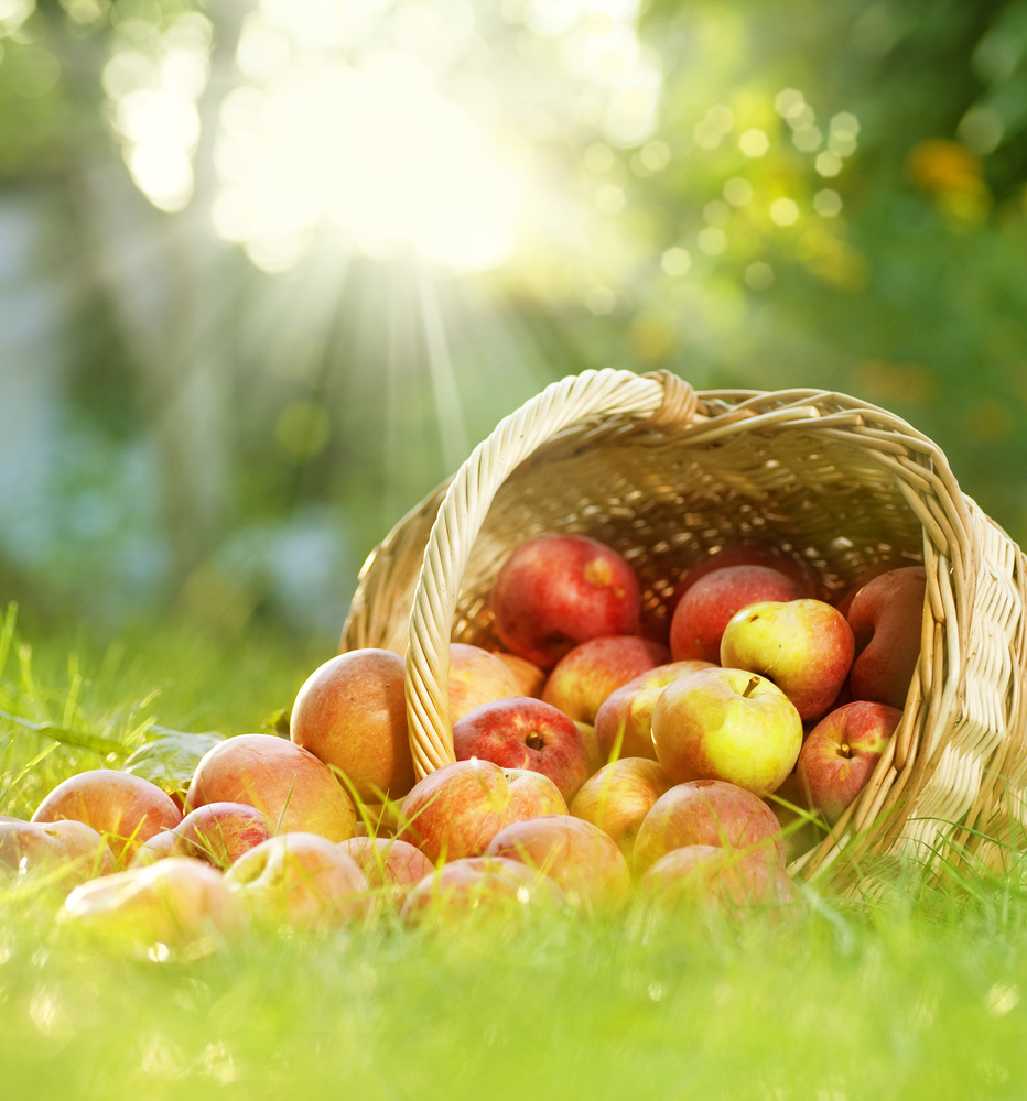 Яблука в кошику на траві - користь яблук для схуднення