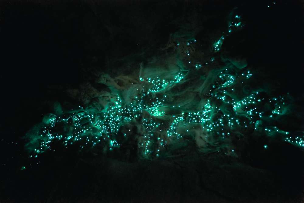 Печери світлячків Вайтомо