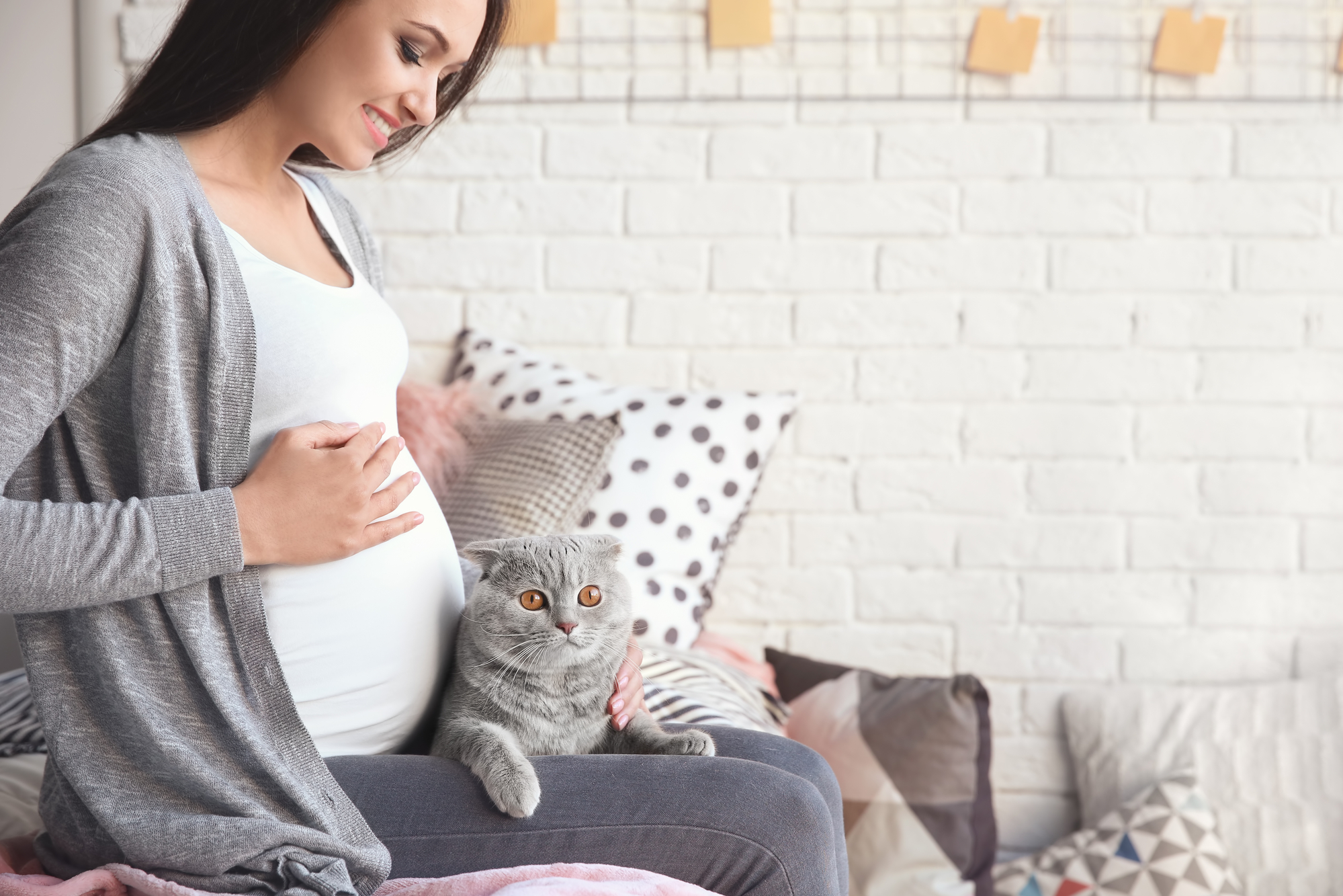 беременная и кошка токсоплазмоз