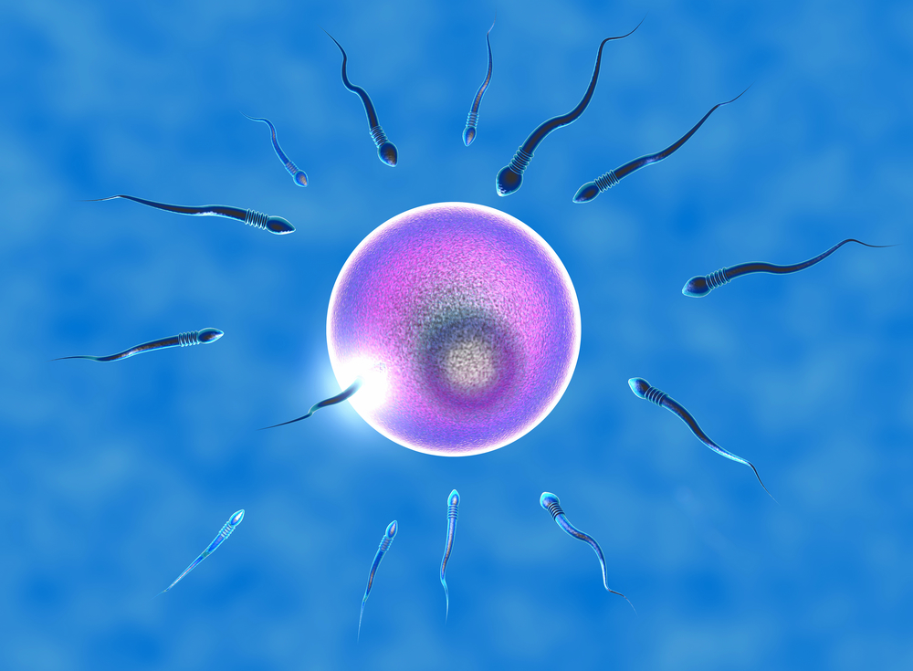 Яйцеклетка и сперматозоиды - процесс зачатия и лечение бесплодия