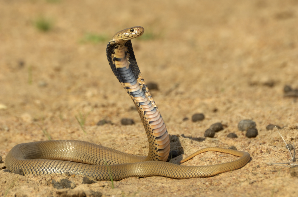 пізнавальні факти про змій