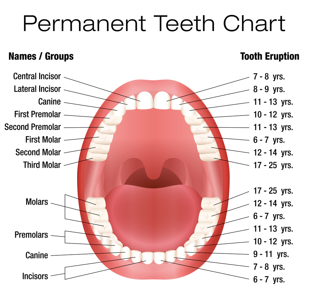 Схема выпадения молочных зубов