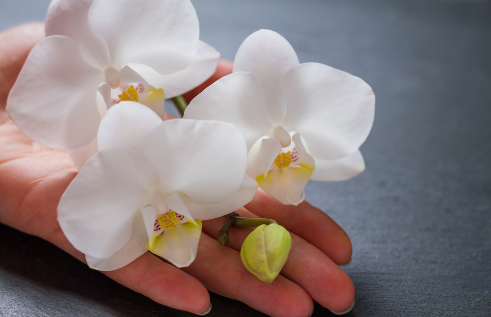 День білої орхідеї - свято дітей, народжених із ЕКЗ