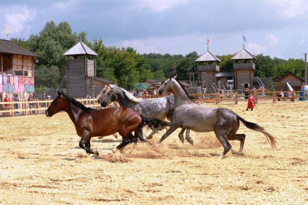 Коні в Парку Київська Русь