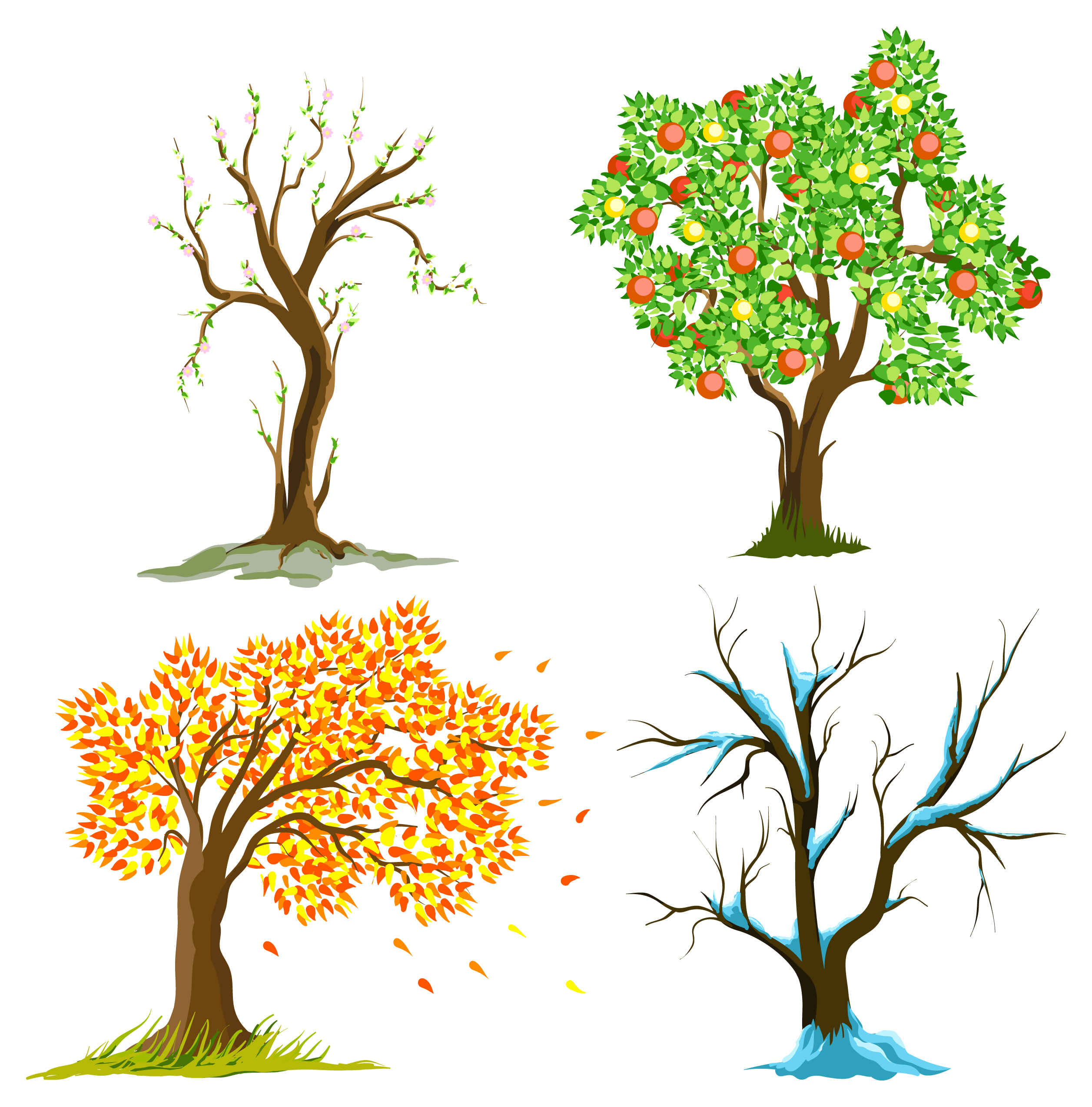 Яблоня в разные времена года. Времена года на дереве. Летнее и осеннее дерево.