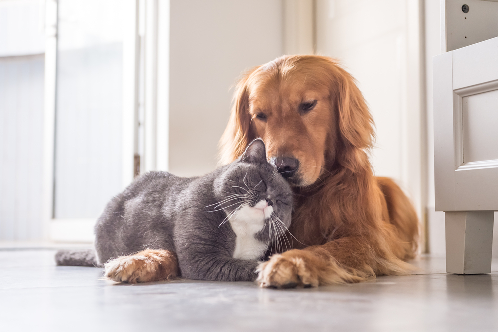 Собака и кот дружат